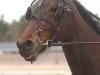 150414xanthisonehuvud.jpg